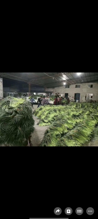 金乡蒜苔蒜薹大落价可储存配资