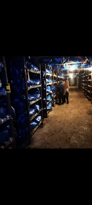 金乡蒜苔蒜薹大落价可储存配资