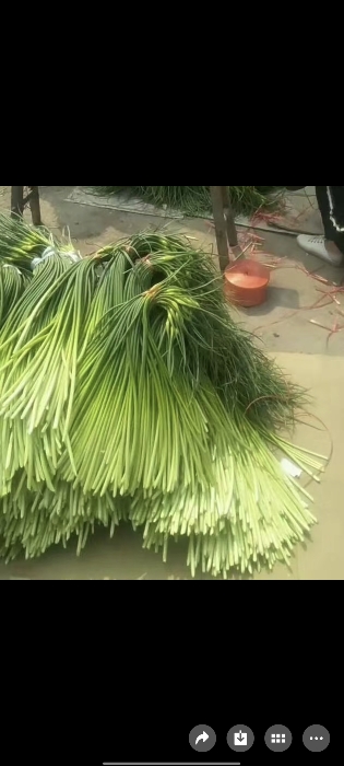 金乡蒜苔蒜薹大落价可储存配资