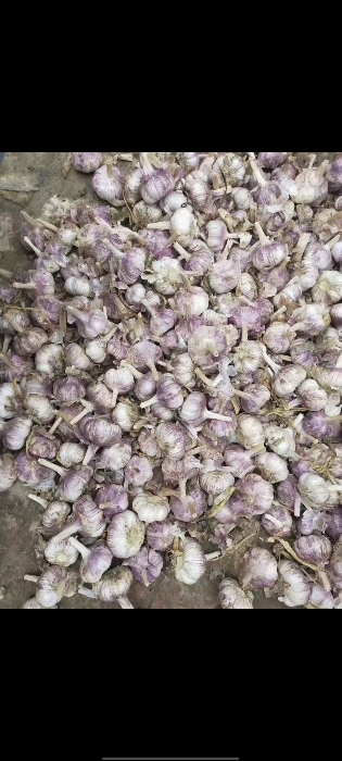 金乡蒜苔蒜薹大落价可储存配资