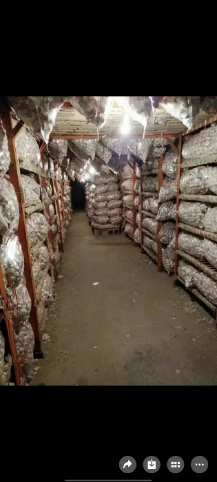 金乡蒜苔蒜薹大落价可储存配资