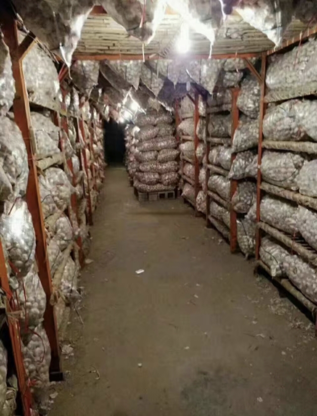 金乡蒜苔蒜薹大落价可储存配资